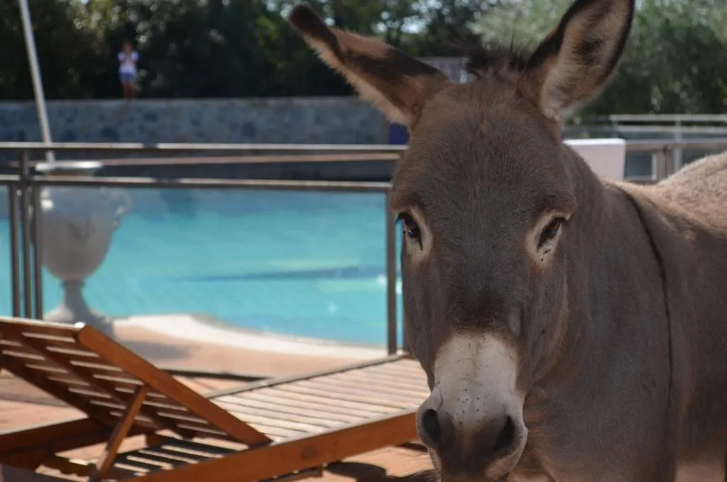 Asinello della Tenuta Colle Mattia vicino alla piscina
